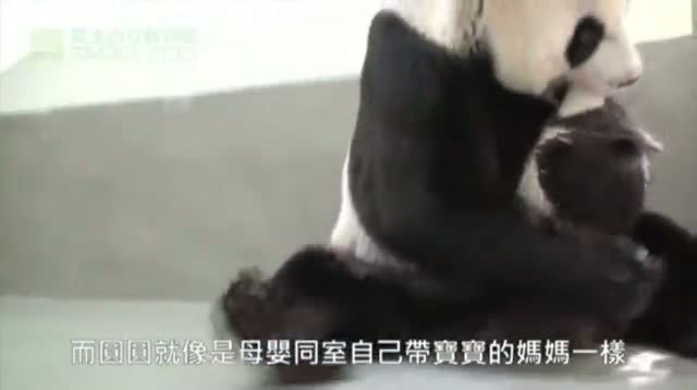 Watch Baby Panda Meets Her Mother Video