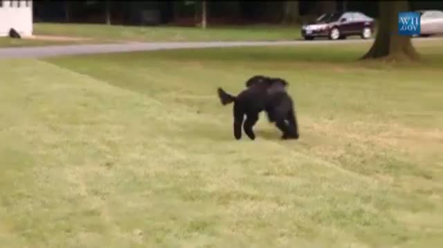 Watch White House Unveils New Obama Dog, Sunny Video