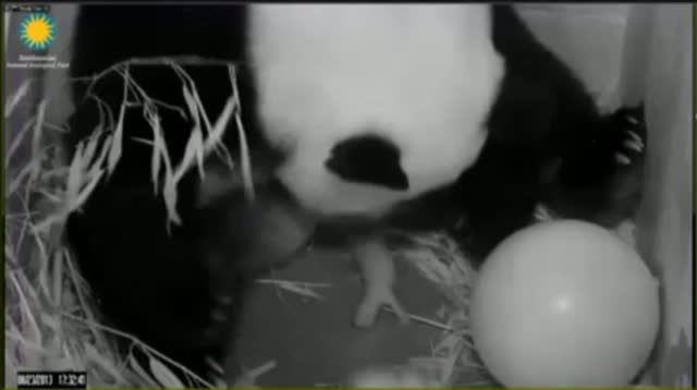 Watch Giant Panda Gives Birth Video