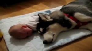 Watch Crying Dog vs Crying Baby Funny Video Clip Video