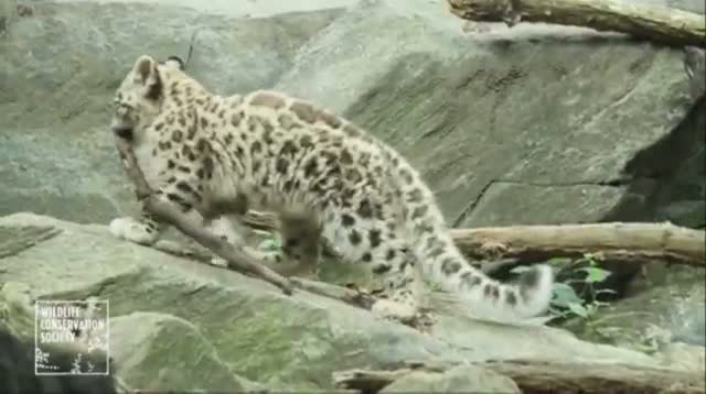 Watch Snow Leopard Cub Makes Bronx Debut Video