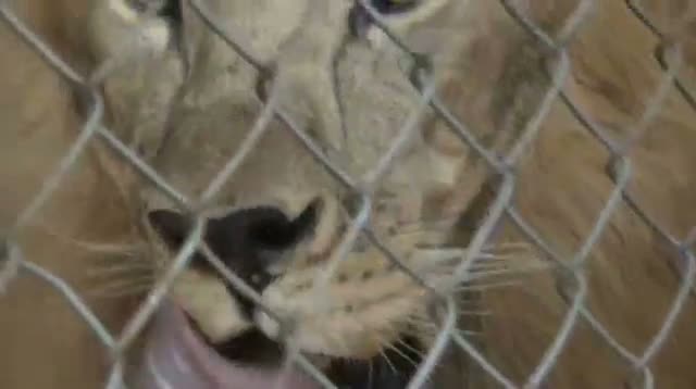 Watch Virus Killing Big Cats at Animal Sanctuary Video