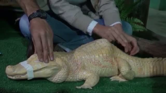 Watch Acupuncture Helps Ailing Albino Alligator Video