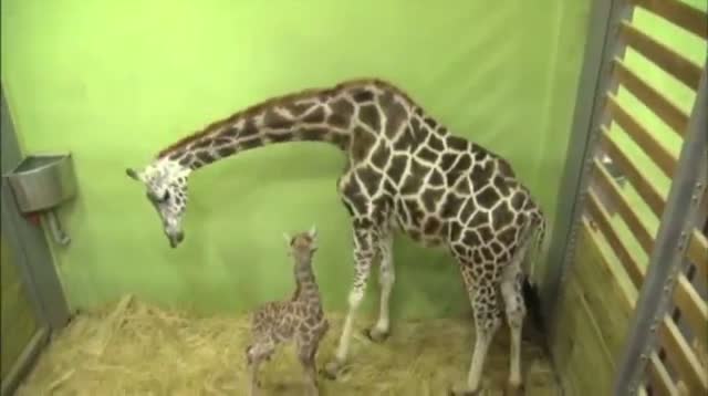 Watch Giraffe Gives Birth to 18th Calf Video