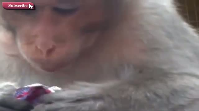 Watch Intelligent Monkey and Dog You Never Seen that Video