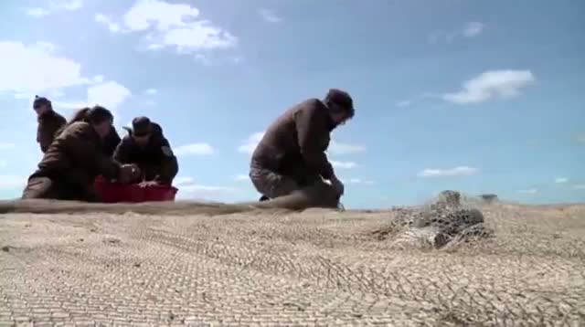 Watch Experts Fire Cannons to Save Elusive Shorebirds Video