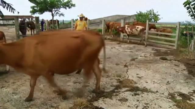 Watch In Rare Birth, Cow Has Four Healthy Calves Video