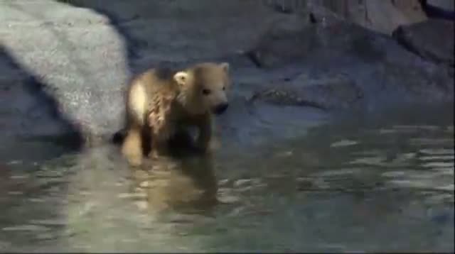 Watch Polar Bear Cub's Debut at Aussie Zoo Video