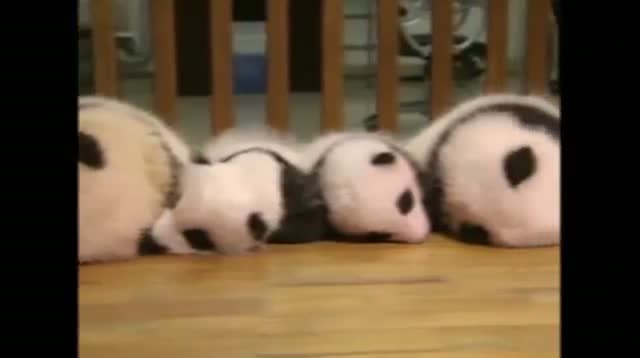 Watch 14 Artificially-Bred Panda Cubs Video