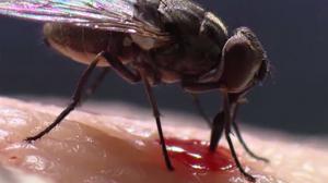 Watch Can You Make It Through This Video Without Freaking Out? Video
