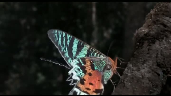 Watch The Coolest Nature Video Ever Video