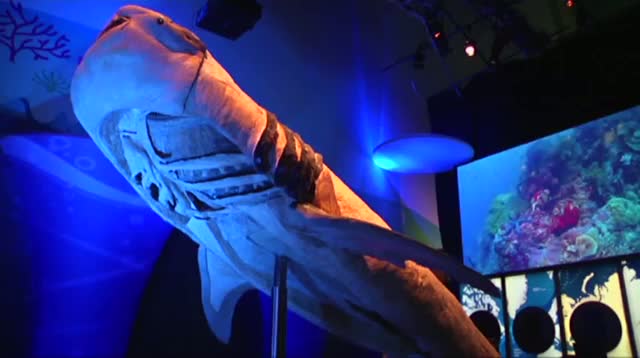 Watch New Angle on 'Sea Monsters' at Georgia Aquarium Video
