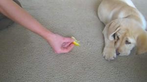 Watch Dog Fights A Lemon, Sees His Reflection For The First Time Video