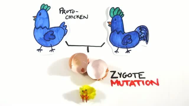 Watch Which Came First - The Chicken or the Egg? Video
