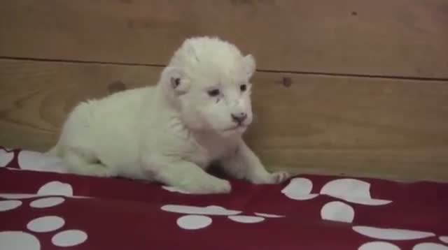 Watch White Lion Cub Debuts at Serbia Zoo Video