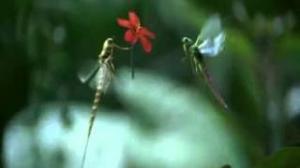 Watch Vodafone - Mayfly (Hindi) Video
