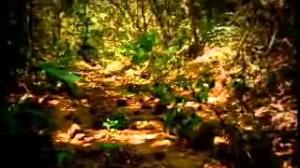 Watch Tata Safari 4x4 - Parrot Video