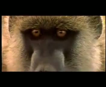 Watch Tata Safari 4x4 - Eyes Video