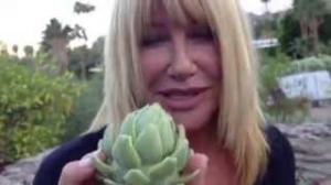 Watch Suzanne Somers' First Artichokes of the Season! Video