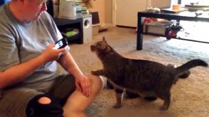 Watch What Happens When You Talk Smack To A Cat? Video