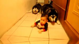 Watch Cute Dogs Mimic Baby Crawling Video