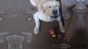 Watch Dog's Reaction To Squeaky Toy Video
