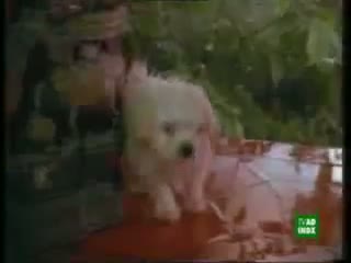 Watch Nestle Sunrise Coffee - there is a new sunrise in your life - dog Video