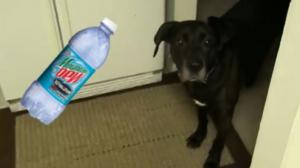 Watch Dog Refuses To "Do The Dew" Video