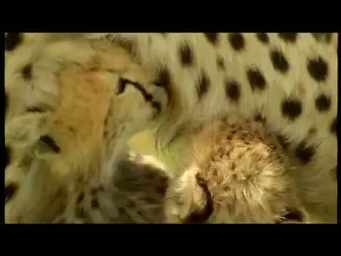 Watch LMN - Lost Bushmen - Cheetah Video