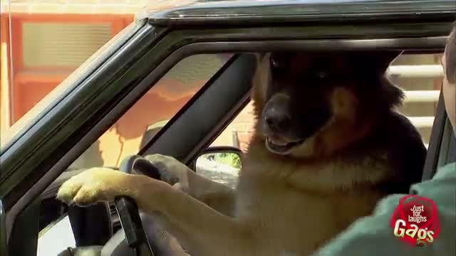 Watch Just For Laughs - Smart Dog Drives Smart Car Video