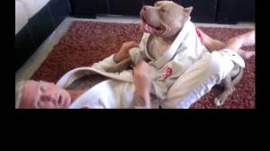 Watch Pitbull Jiu-Jitsu Video