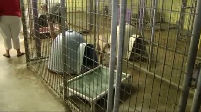 Watch Pit Bulls, Parolees Join Forces in Louisiana Video