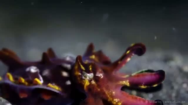 Watch True Facts About The CuttleFish Video