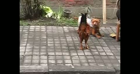 Watch A cock vs a fat dog funny animal  fight Video