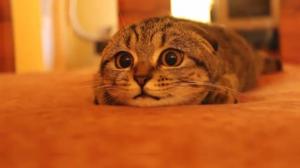 Watch This Cute Kitten Is About To Pounce Video