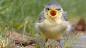 Watch Funny Screaming Animals 2013 Video