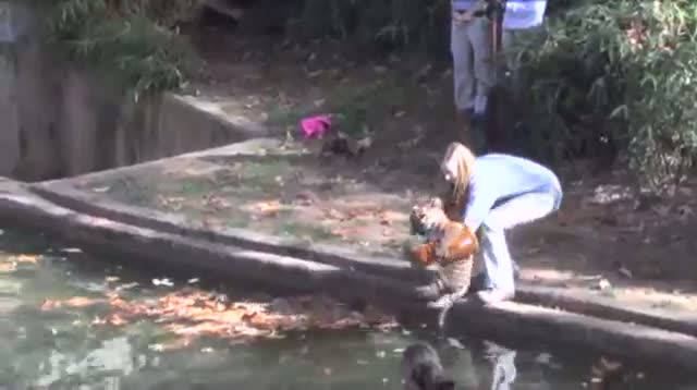 Watch Tiger Cubs Pass Swim Tests at National Zoo Video