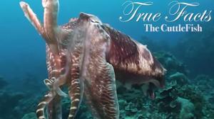 Watch True Facts About The CuttleFish Video