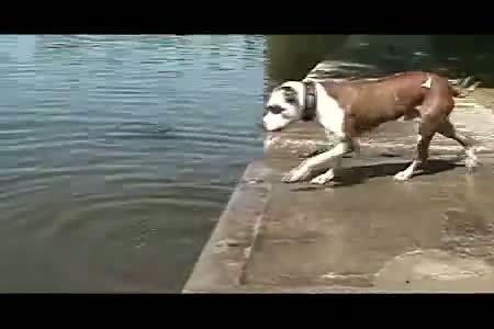 Watch Dog Learns About Physics - Funny Video Video
