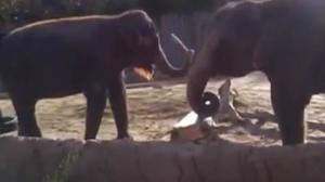 Watch Elephant Vs. Stick - Elephant REALLY wants to break this stick Video