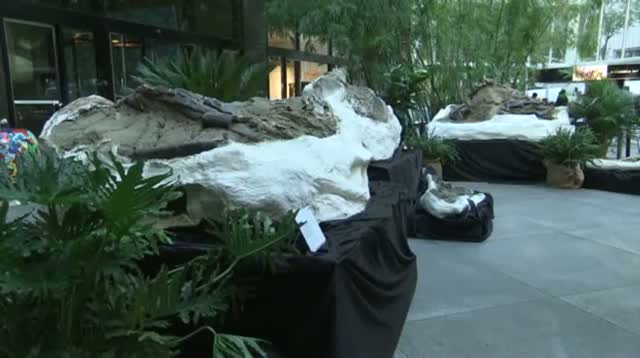 Watch 'Dueling Dinos' Found in US to Be Sold in NYC Video