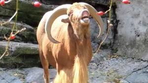 Watch Ram screaming like A human (Barbary sheep) Video