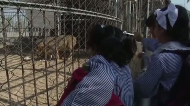 Watch Lion Cubs Make Debut at Gaza City Zoo Video