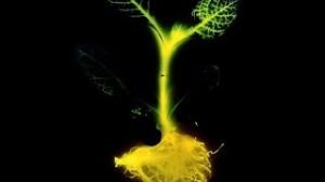 Watch Glowing Plants Natural Lighting with no Electricity Video