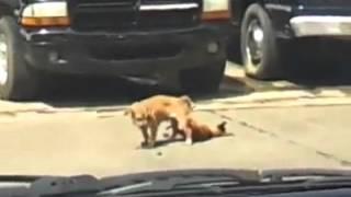 Watch Dog past out while having $ex! Video