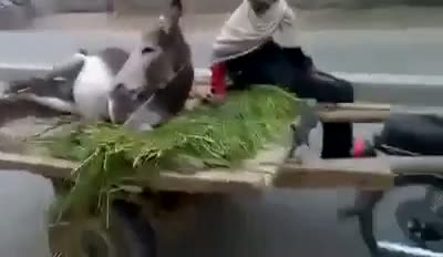 Watch Very funny Video Clip in Pakistan Video