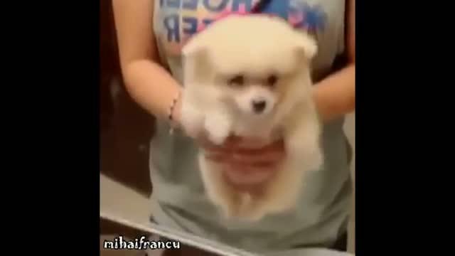 Watch Funny Animals Vines Compilation Video