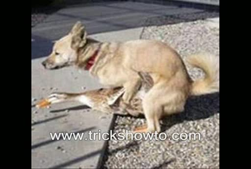 Watch Dog Fucks Duck - Dog In Action - Funny Video Video