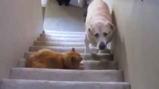 Watch You Shall Not Pass, Dog Video