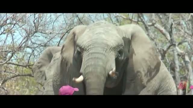 Watch Chander Pahar Diaries - Episode 10 - African Elephants Part II - Behind The Scenes ft. Dev, Kamaleswar Mukherjee - Bangla Show Video